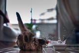 animal - mammal - cat f6d