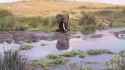 elephant moses parts hippos_thumb.jpg