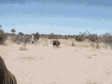 hungry-hippo