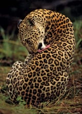 leopard