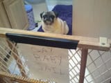 gay baby jail
