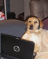 dog