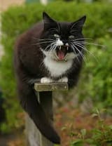Hissssssssssss