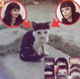 Bangs