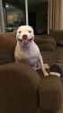 Pibble Time_thumb.jpg