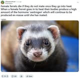 justified ferret rape