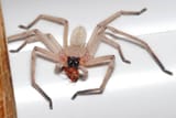 huntsman-spider-eating