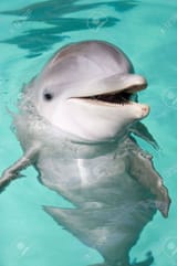 3327357-bottlenose-dolphin-smiling-to-the-camera