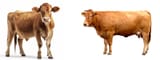 cow vs cow