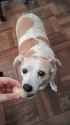 perro pera_thumb.jpg