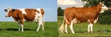 cow vs cow 2