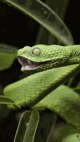 snake yawn
