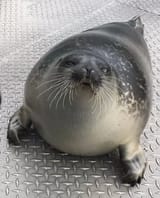 sealer