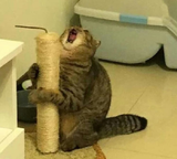 cat AAAAAAAAA