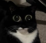 1741253695395322423