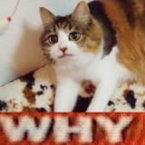 -34223764_412112678