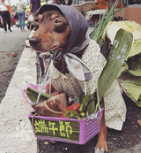 Dog Babushka