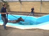 pool1-scaled