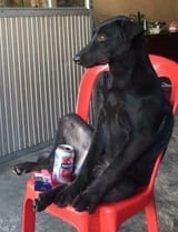 Dog beer and tobacco