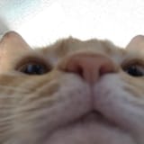meeeeow