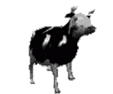 polish-cow-dancing-cow