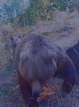 Bear attack