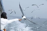 seagull-4795739_640