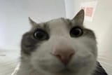 coti