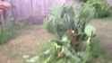 cactus broom_thumb.jpg