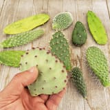 cactus propagation