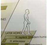 n54m75hkmzh01