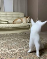 FXauKVbXgAsk9IU
