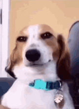 dog-smile-shyboos