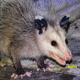 1519429603756