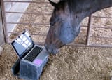 horse computer