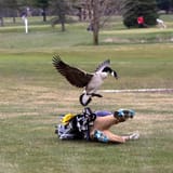 636601879148177130-canada-goos-attack[1]
