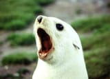 0608031301541white_fur_seal_pup_challenging