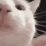 vibing-cat-cat-nodding