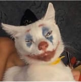 clown cat