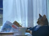 cat