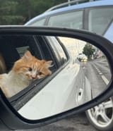Cat car