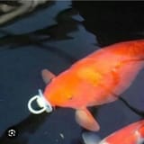 cc