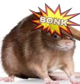 bad rat