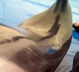 Dolphin P