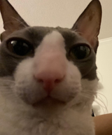 1722664608353014