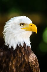 1720411061909204