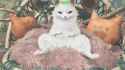 Palico Sleep_thumb.jpg
