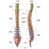 What-are-the-Different-Levels-or-Grades-of-a-Spinal-Cord-Injury