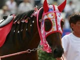 Haru-Urara-wearing-her-signature-Hello-Kitty-facemask-CREDIT-Kochi-Racetrack