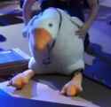 goosebert-dead_thumb.jpg